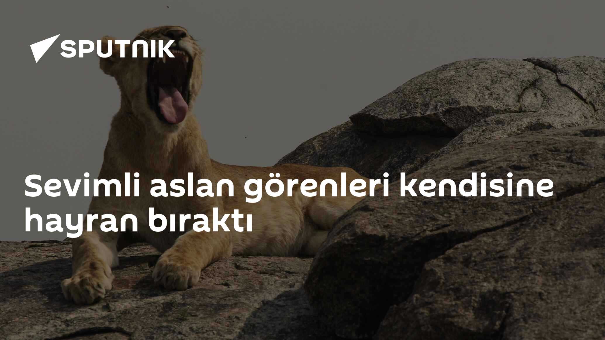 tumblr aslan fotoğrafçılığı