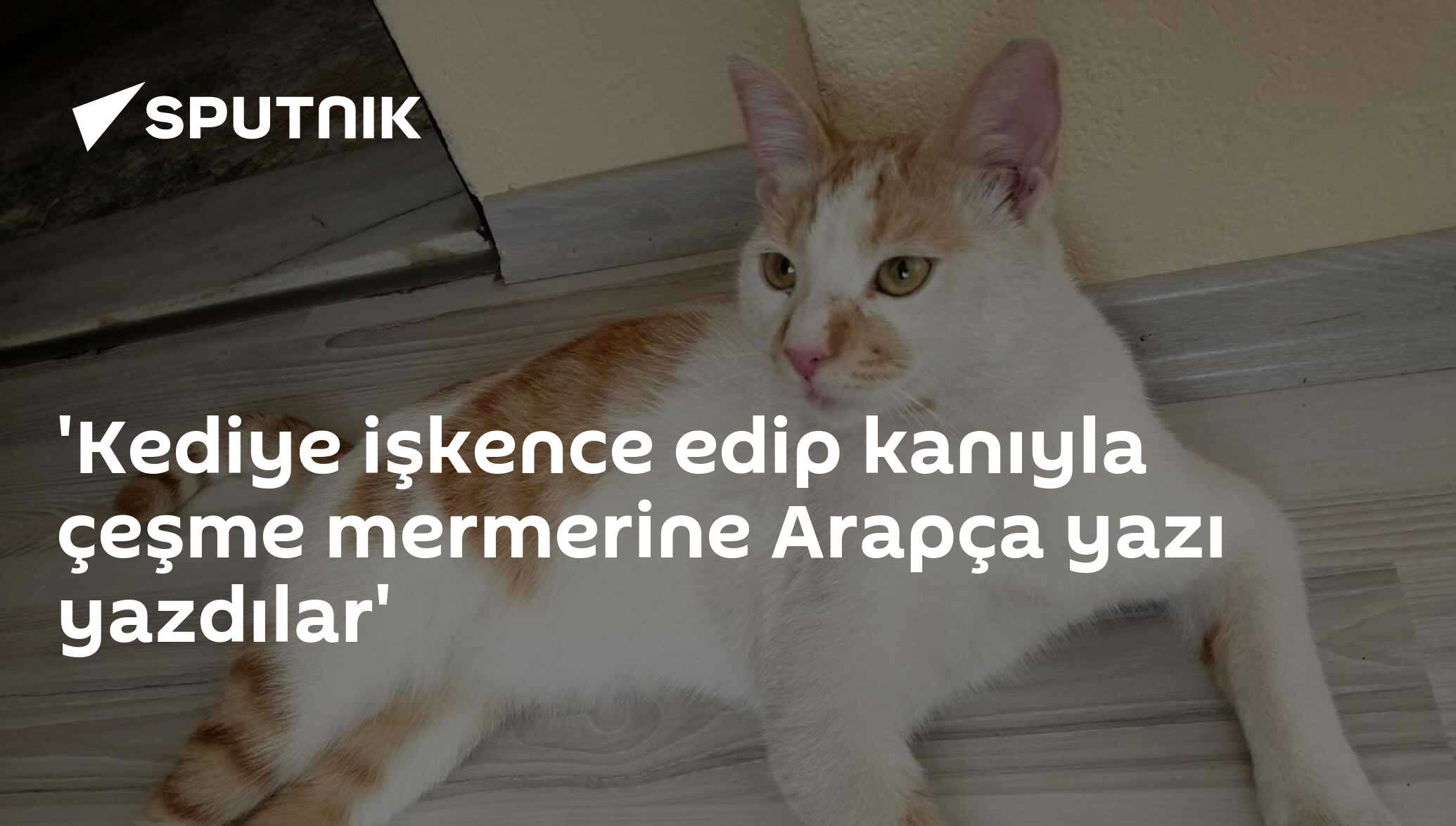 Kedi Işkence