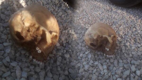 Muğla’da köpeğin getirdiği insan kafatası polisi alarma geçirdi - Sputnik Türkiye