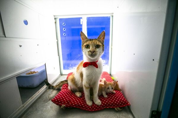 Anne kediler için 'stres odaları’: Yavrularını rahatça emzirebilecekler - Sputnik Türkiye