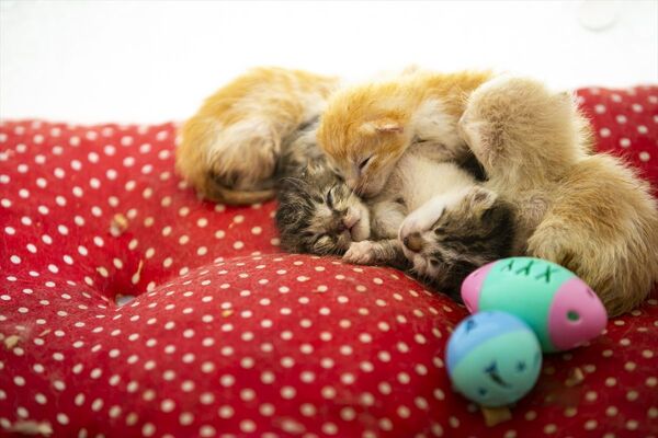 Anne kediler için 'stres odaları’: Yavrularını rahatça emzirebilecekler - Sputnik Türkiye