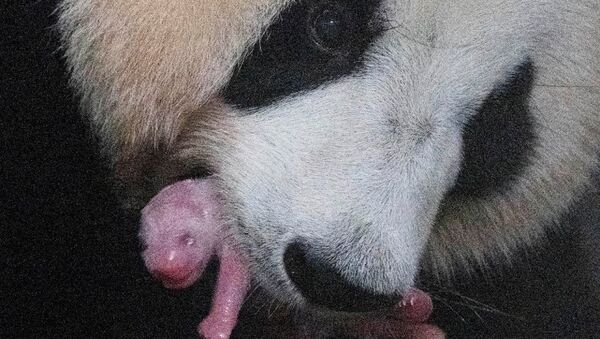 Çin'den kiralanan Ai Bao adlı dev panda, 197 gram ağırlığında ve 16 buçuk santimetre boyunda dişi bir yavru dünyaya getirdi. - Sputnik Türkiye