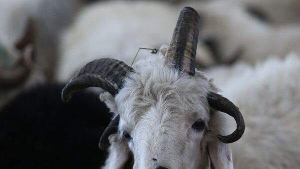 Kurban pazarında 4 boynuzlu koç ve boynuzları karışan keçi: ‘Kimse almaya pek yanaşmıyor’ - Sputnik Türkiye