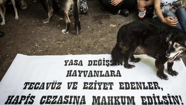 Hayvan hakları, hayvana şiddet - Sputnik Türkiye