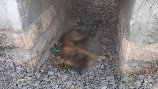 Sokak köpeği ayakları bağlı şekilde ölü bulundu - Sputnik Türkiye