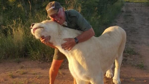 Güney Afrika, dişi aslan sahibini parçaladı - Sputnik Türkiye