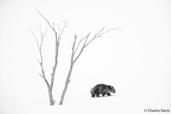 Avustralya 2020 Yılı Doğa Fotoğrafçısı Yarışması’nın kazananları - Sputnik Türkiye