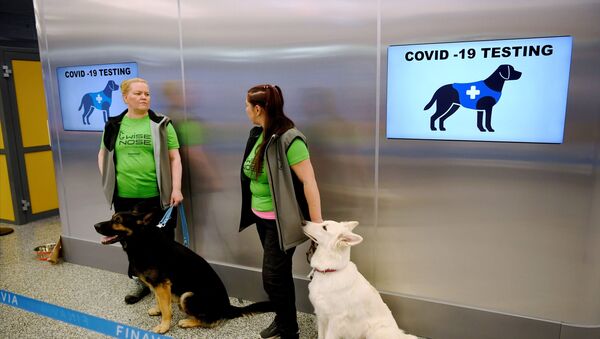 Finlandiya Helsinki Havalimanı, koku eğitimli köpekler, koronavirüs - Sputnik Türkiye