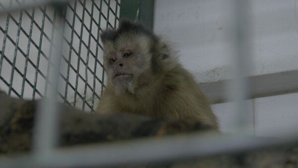 Hayvanat bahçesinden firar eden maymun elektrik akımına kapıldı - Sputnik Türkiye