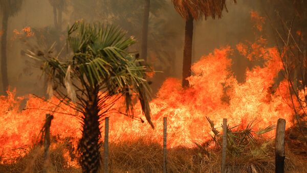 Paraguay’da haftalardır devam eden orman yangınları - Sputnik Türkiye
