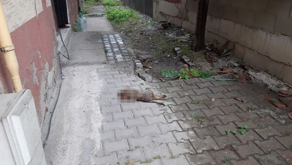 Zonguldak'ta sokak köpeği başı kopmuş halde bulundu - Sputnik Türkiye