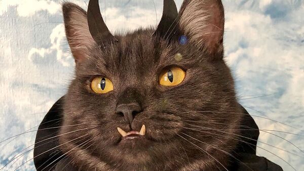'Vampir' dişlerine sahip kedi, köpek barınakları için 'para topluyor' - Sputnik Türkiye