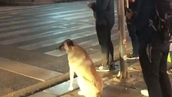 Ankara’nın Çankaya ilçesinde bir sokak köpeğinin vatandaşlarla birlikte yaya geçidinde yeşil ışığının yanmasını beklemesi görüntülendi. - Sputnik Türkiye