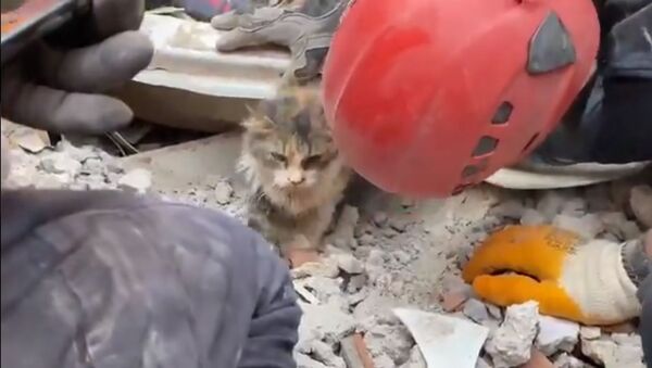 Rıza Bey Apartmanı enkazından çıkarılan kedi - Sputnik Türkiye