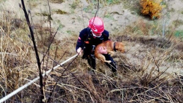 Aydın’da yamaçta mahsur kalan köpeği itfaiye kurtardı - Sputnik Türkiye