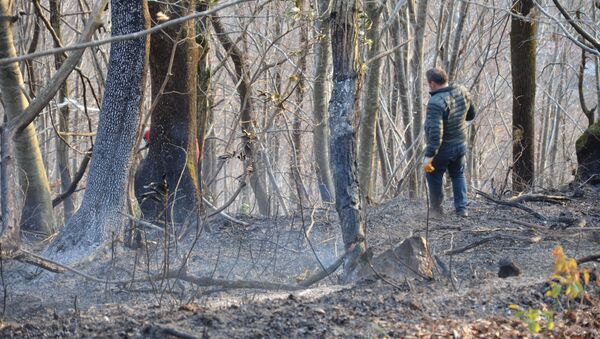 Ordu'nun Ünye ilçesinde sigara izmaritinin neden olduğu örtü yangınında 20 dönümlük arazi kül oldu. - Sputnik Türkiye