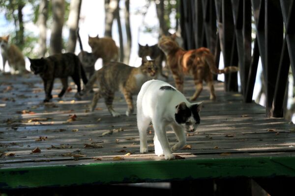 Samsun'daki 'kedi kasabasında' 150 kedinin yaşıyor, kasabada bungalov evler, kedi köprüsü, tırmanma ve beslenme alanları bulunuyor. - Sputnik Türkiye