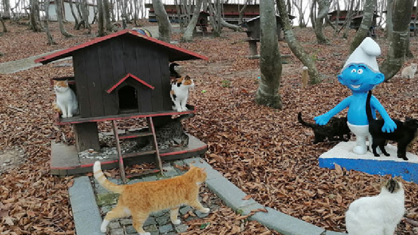 Samsun Büyükşehir Belediyesi, Güçten Düşmüş Sahipsiz Hayvan Bakım Merkezi’nin yer aldığı 10 dönümlük bir alanı, 2 yıl süren çalışmanın ardından 'Kedi Kasabası'na dönüştürdü. Alana, kedilerin tekli ya da çoklu halde kalabilecekleri ahşap barınaklar yerleştirildi. - Sputnik Türkiye