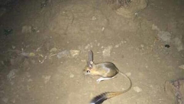 Arap tavşanı Uludere'de görüntülendi - Sputnik Türkiye
