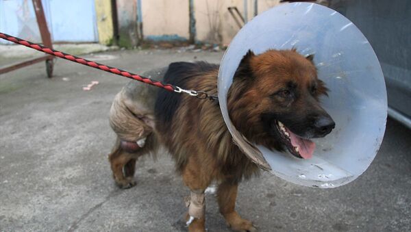 Samsun'da dükkanının önünde baktığı köpeğini ayağı kesik vaziyette bulan esnaf şikayetçi oldu - Sputnik Türkiye