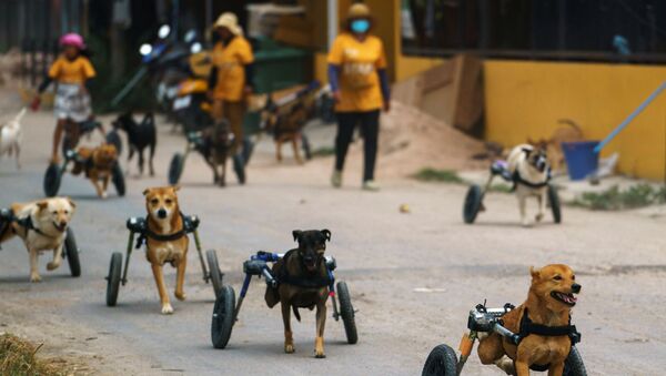 Tayland'daki engelli köpek barınağı koronavirüs salgını nedeniyle tehdit altında - Sputnik Türkiye
