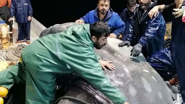 Balıkçıların ağına ay balığı takıldı - Sputnik Türkiye