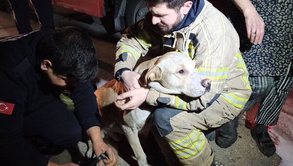 Bursa’da bir mobilya atölyesinde çıkan yangında dumanların arasında mahsur kalarak ölmek üzere olan köpek, itfaiye ekipleri tarafından kurtarıldı.  - Sputnik Türkiye
