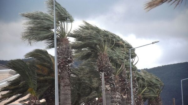 Urla'da fırtına, palmiye ağaçları, rüzgar - Sputnik Türkiye