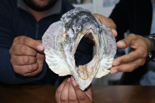 Balığı tartan balıkçılar, 10 kilo 200 gram ağırlığında, 115 santim boyunda olduğunu belirledi. İlk defa bu kilo ve ölçülerde alabalık yakalayan Yayar, balığın bazı parçalarını incelenmesi için Fırat Üniversitesi Su Ürünleri Fakültesine gönderdi. Yapılan incelemede balığın 10,5 yaşlarında olduğu belirlenirken, kendi türünde Avrupa'nın ve Türkiye'nin en büyüğü olarak kayıtlara geçti. - Sputnik Türkiye