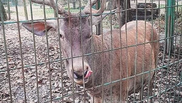 Hayvanat bahçesinden kaçırılan geyik, Zonguldak - Sputnik Türkiye