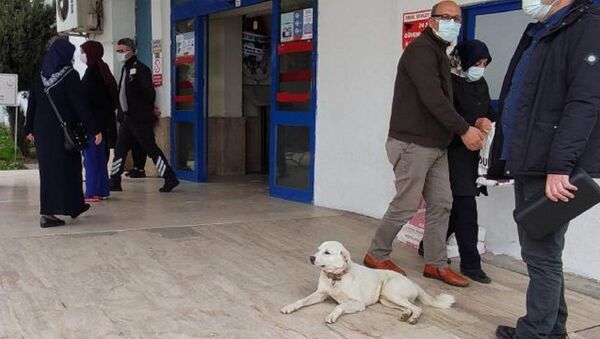 kalp krizi geçiren bir hastanın köpeği ‘Pamuk’ - Sputnik Türkiye