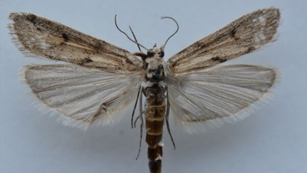 Ağrı Dağı'nda yapılan araştırmalarda yeni bir kelebek türü belirlendi. - Sputnik Türkiye