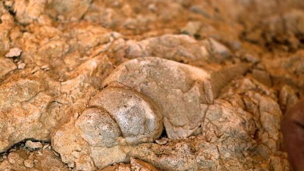 Elazığ'da deniz canlılarına ait fosil bulundu - Sputnik Türkiye