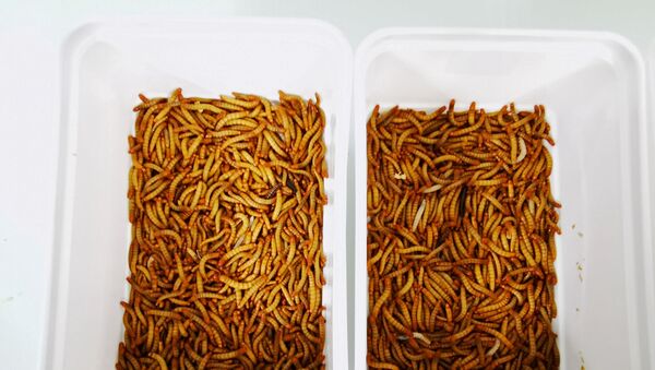Böcek bazlı hayvan yemi ve gübre için un kurtları üreten böcek çiftliği Ynsect'in laboratuvarındaki kaplar (Fransa, Dole) - Sputnik Türkiye