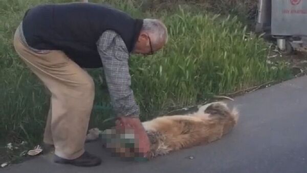 Boğazından bağladığı köpeği sürükleyerek çöpe bırakan adam gözaltına alındı - Sputnik Türkiye