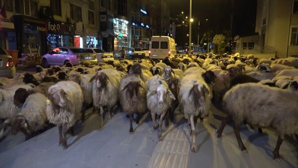 Tokat’ta yaylaya göç eden koyun sürüsünün şehir merkezinden geçmesi ilginç görüntüler oluşturdu. - Sputnik Türkiye