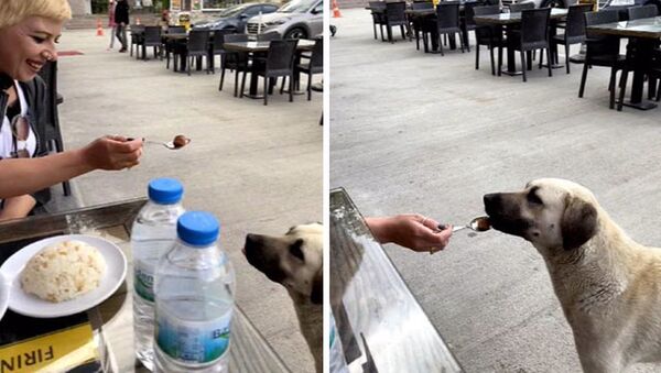Köpeğe kaşıkla yemek yedirdi, sosyal medyada tartışma konusu oldu - Sputnik Türkiye