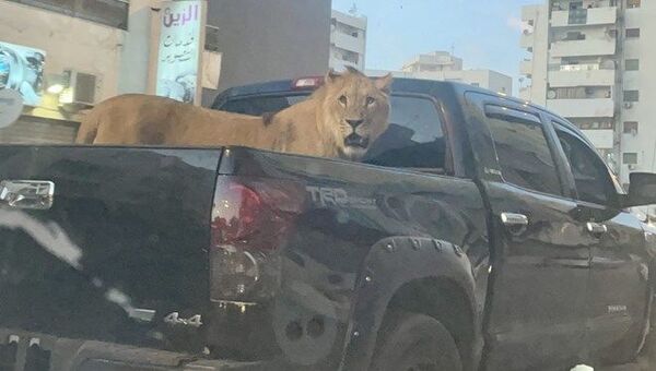 Libya'nın başkenti Trablus’ta bir aracın kasasında gezdirilen aslan görenleri şaşırttı. - Sputnik Türkiye