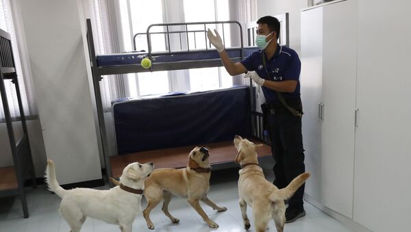 Tayland’da 'dedektör köpekler' Kovid-19'la mücadele kapsamında göreve başladı - Sputnik Türkiye