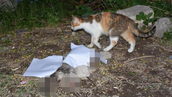 Sivas'ta 5 aylık kedi yavrusu, sahibi tarafından patileri ve kuyruğu kesik halde ölü bulundu - Sputnik Türkiye