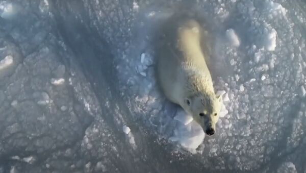 Rus fotoğrafçı, buzlu sularda eğlenen kutup ayılarını drone ile görüntüledi - Sputnik Türkiye