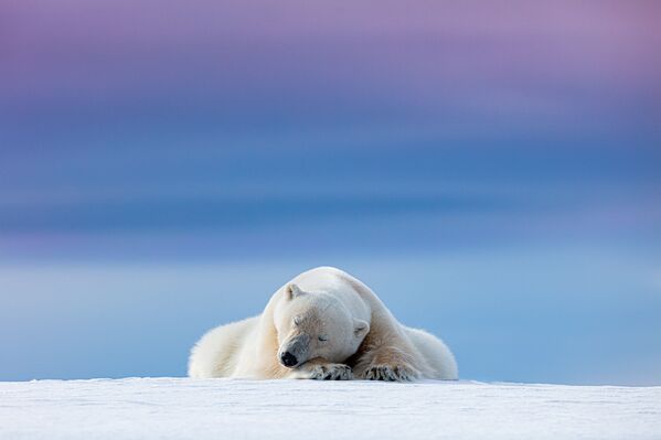 Uyuyan kutup ayısı, Dennis Stogsdill’e yarışmanın ‘Vahşi Hayvan Portreleri’ kategorisinde birincilik getirdi. - Sputnik Türkiye