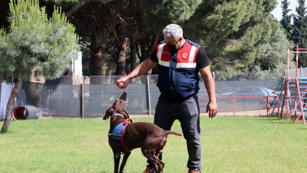 Dedektör köpek Volta'nın 'emekliliği' jandarma personelini üzdü - Sputnik Türkiye