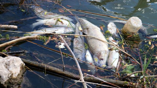 Türkiye’nin en uzun nehrinde toplu balık ölümleri - Sputnik Türkiye
