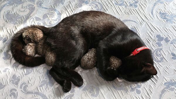 Yavru kirpiler ve kedi Yasha sarılarak uyuyorlar - Sputnik Türkiye
