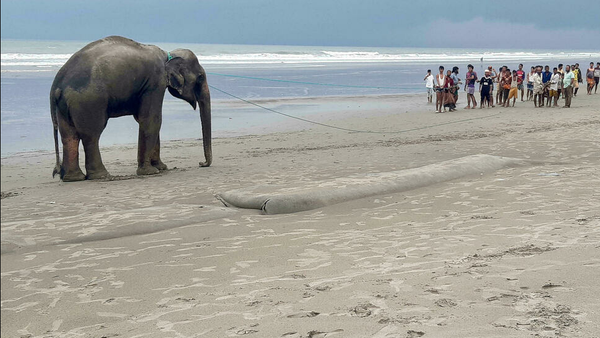 Elephants led to safety after Bangladesh beach ordeal - Sputnik Türkiye
