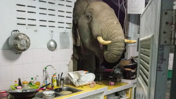 Radchadawan Peungprasopporn'un Facebook hesabında paylaştığı evinin mutfak duvarını yıkan Plai Bunchuay isimli 40 yaşındaki erkek fil - Sputnik Türkiye