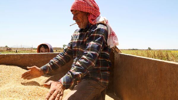 Suriye başkenti Şam'ın dışındaki Deyr Habiyeh'de buğday hasadını kontrol eden çiftçi (17 Haziran 2021) - Sputnik Türkiye