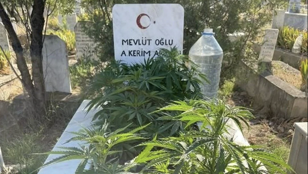 Anneanne ve dedesinin mezarına kenevir ekti - Sputnik Türkiye
