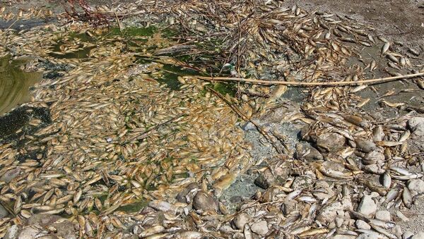 Su seviyesinin azaldığı Asi Nehri'nde çok sayıda balık öldü  - Sputnik Türkiye